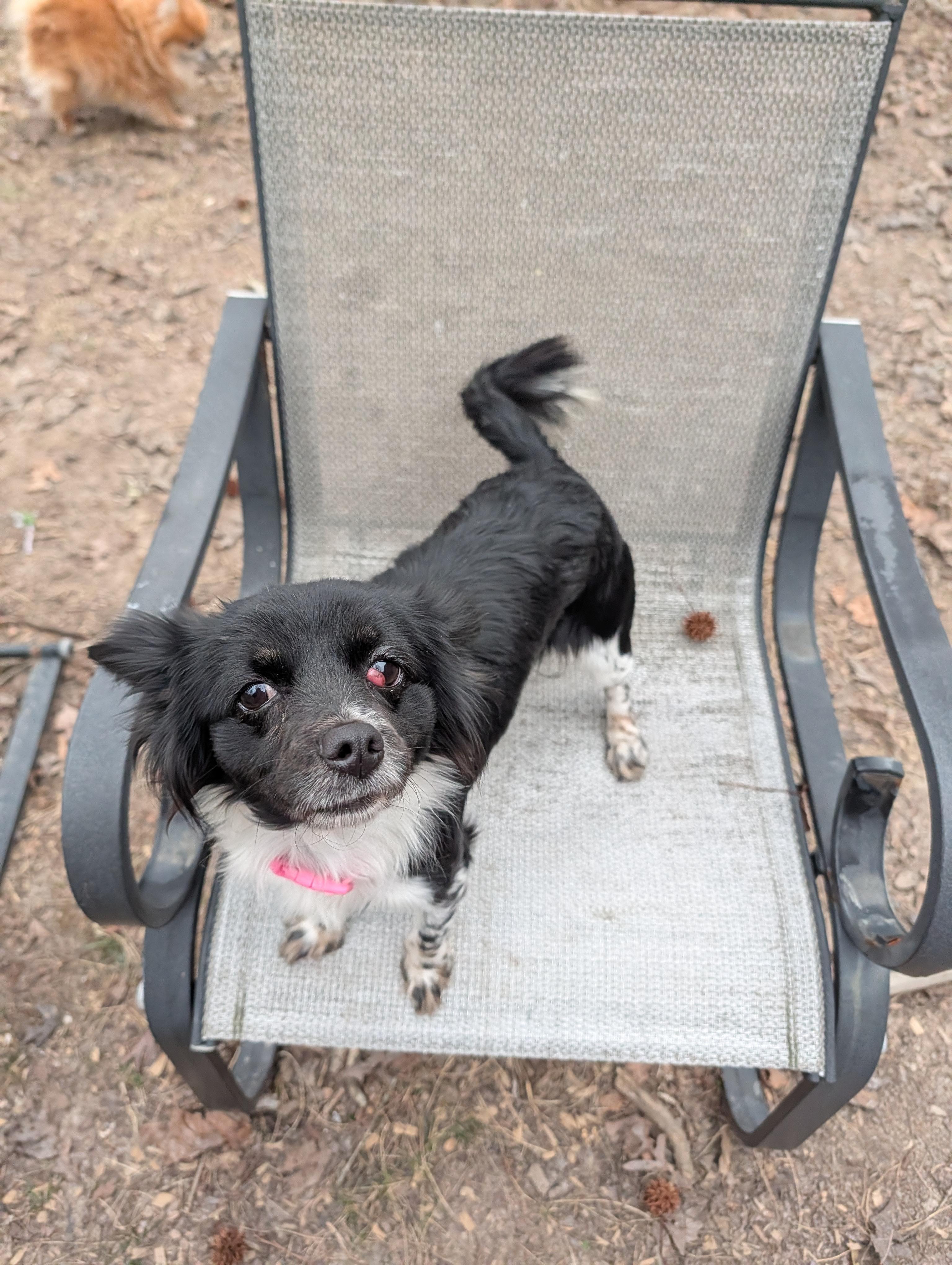 Enlarge Sundae, an adopted mixed breed in Richmond, VA image 3/3