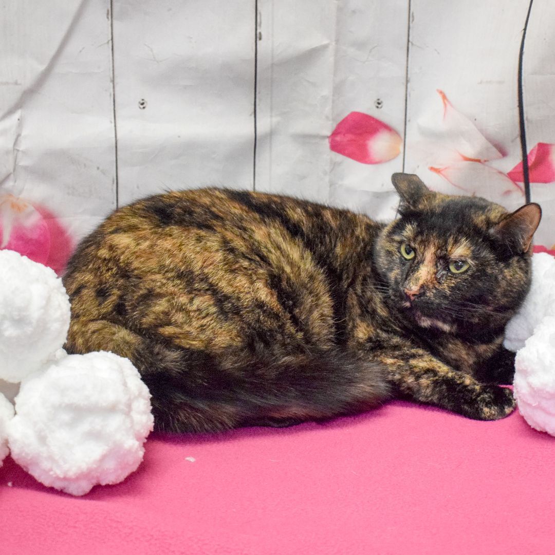 Toni, a Adoptable mixed breed in Huntley, IL image 3/3