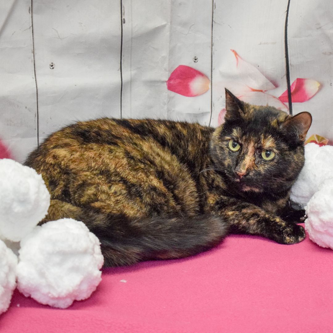 Toni, a Adoptable mixed breed in Huntley, IL image 2/3