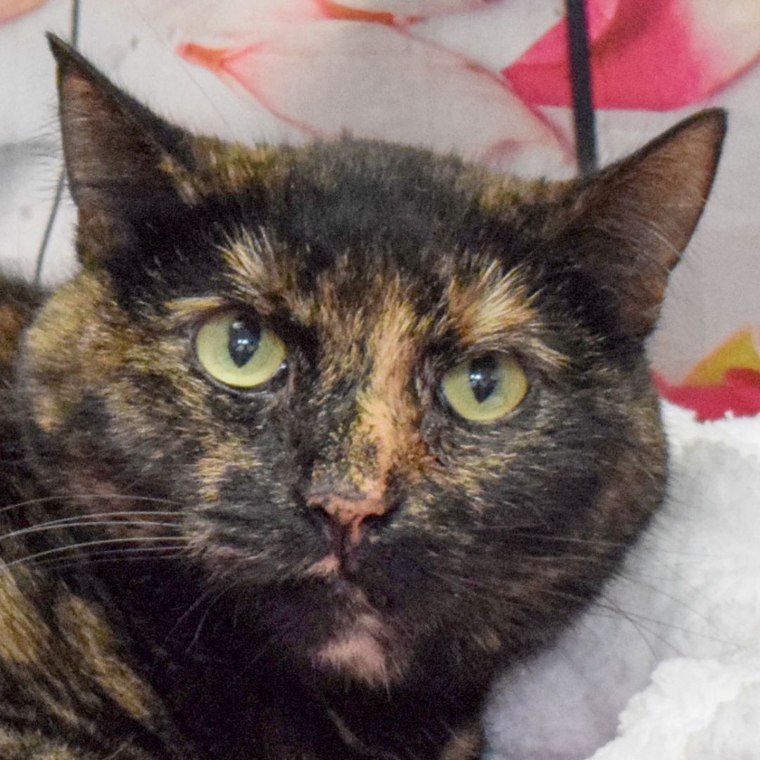 Toni, Adoptable, Adult Female Tortoiseshell & Domestic Short Hair.
