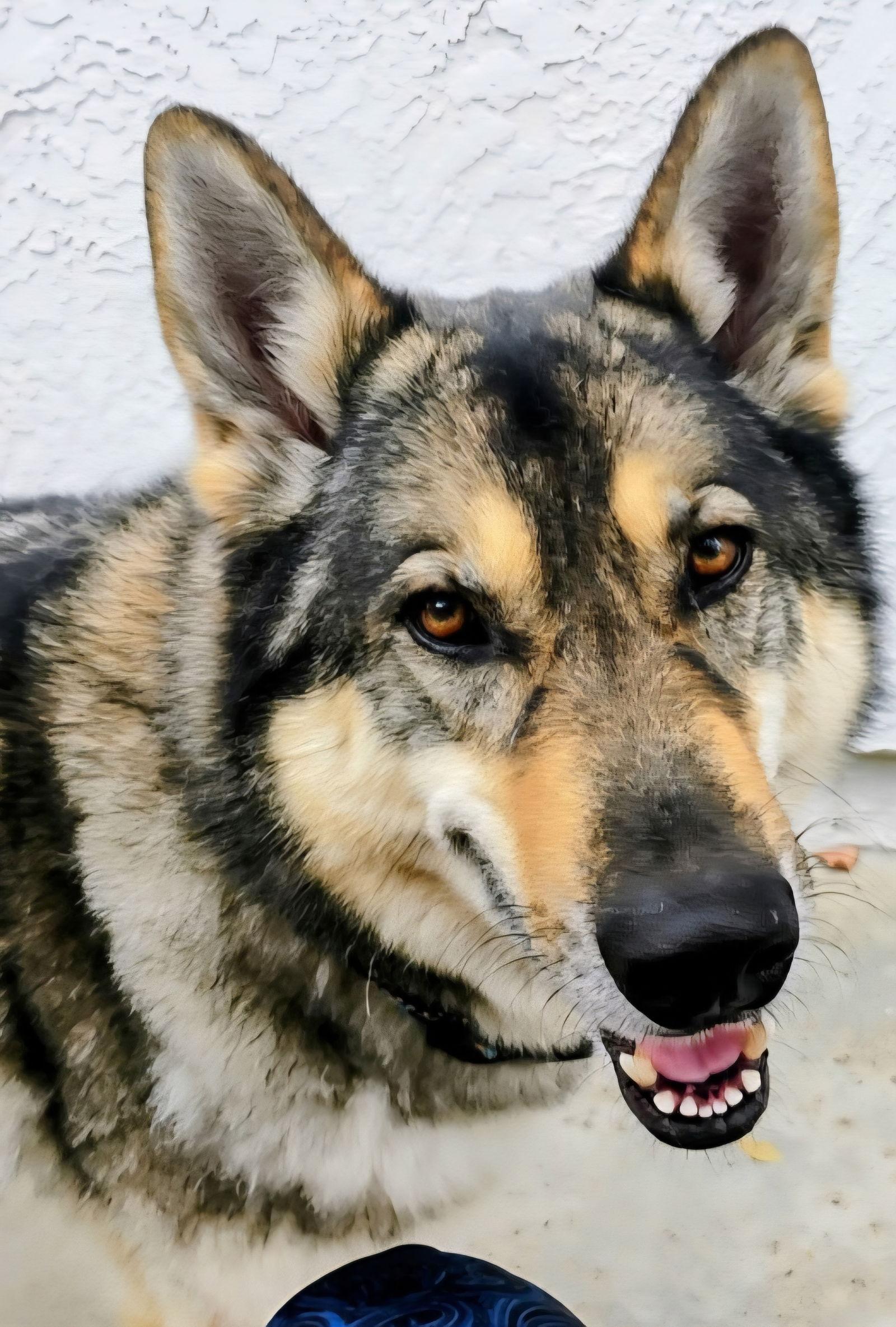Enlarge Ameaus, a Adoptable mixed breed in Fallbrook, CA image 1/3