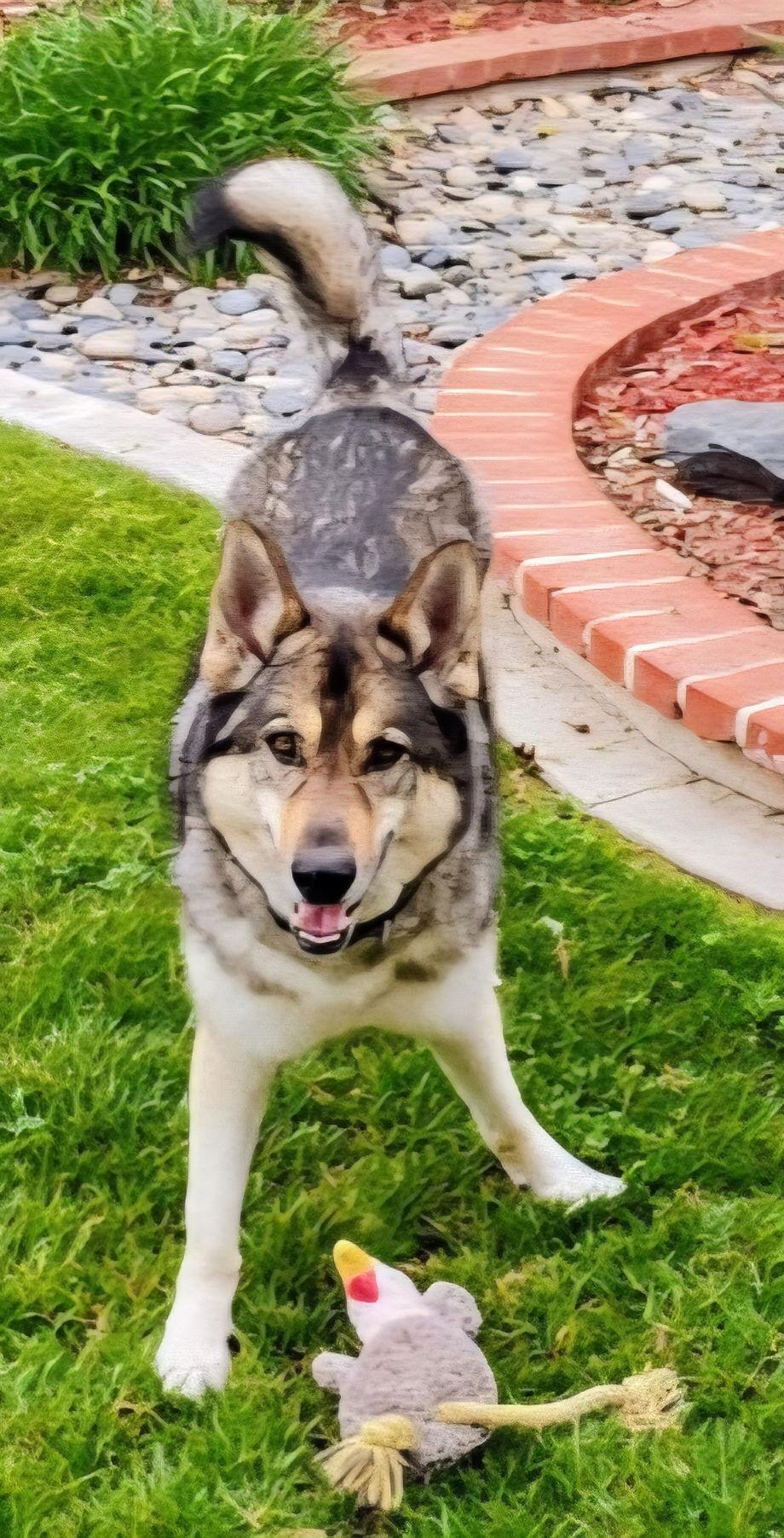 Enlarge Ameaus, a Adoptable mixed breed in Fallbrook, CA image 2/3