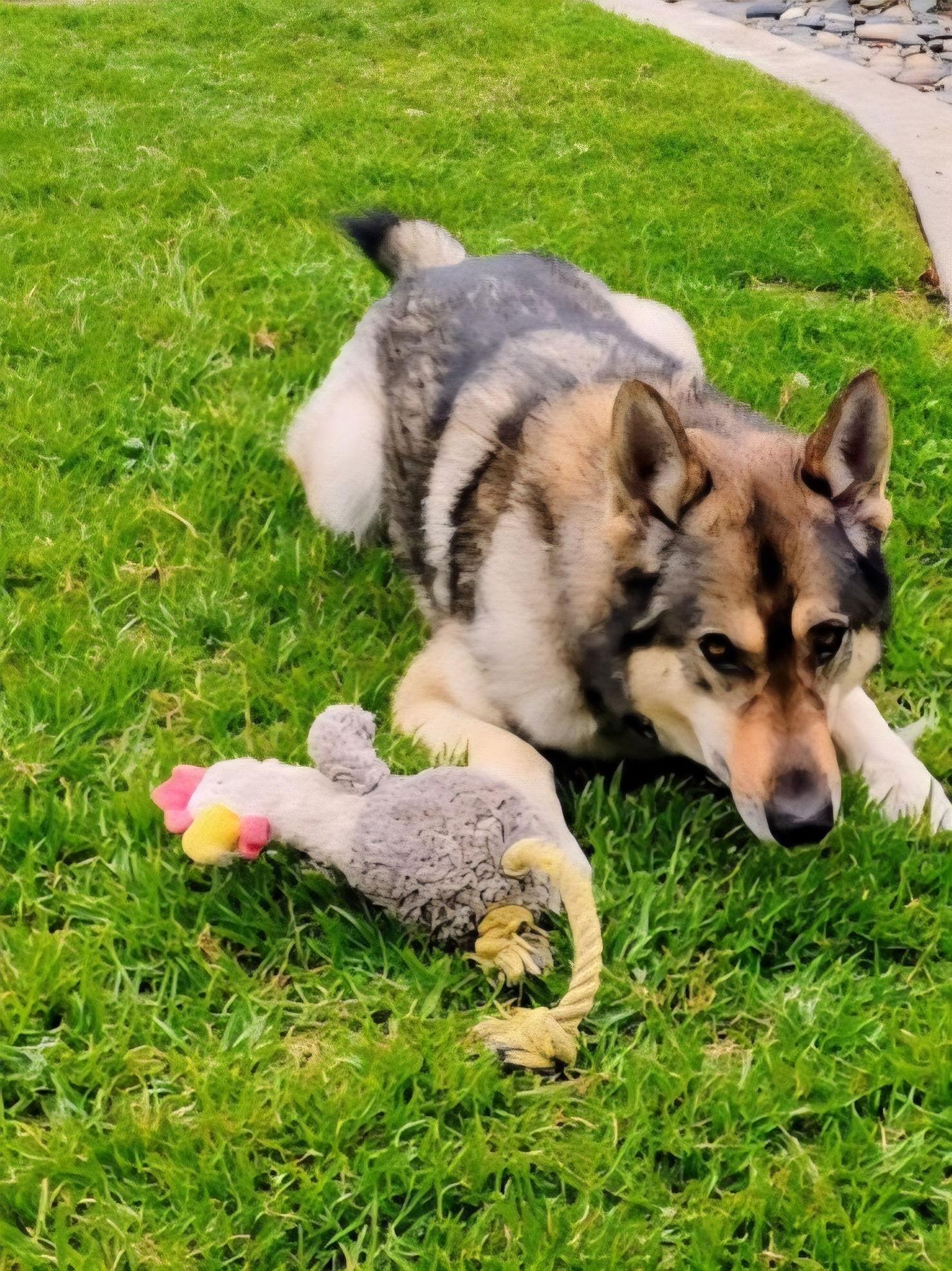 Enlarge Ameaus, a Adoptable mixed breed in Fallbrook, CA image 3/3
