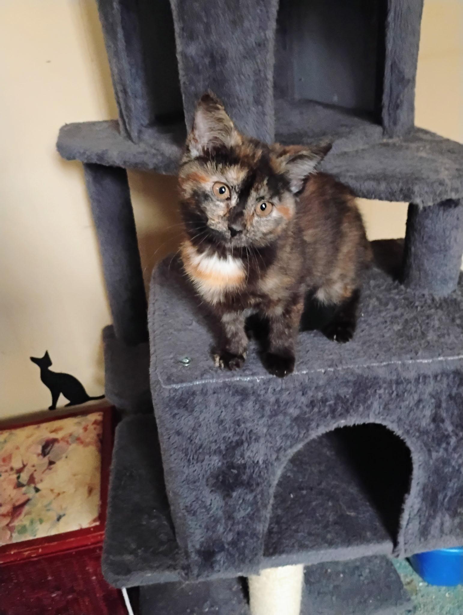 Enlarge Bitsy, a ADOPTABLE Domestic Short Hair in Muncie, IN image 1/1