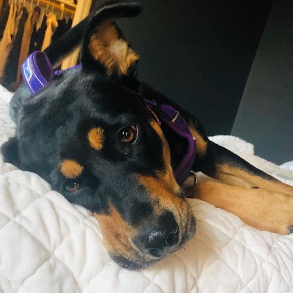 Nellie, Adoptable, Adult Female Beauceron & Mixed Breed.