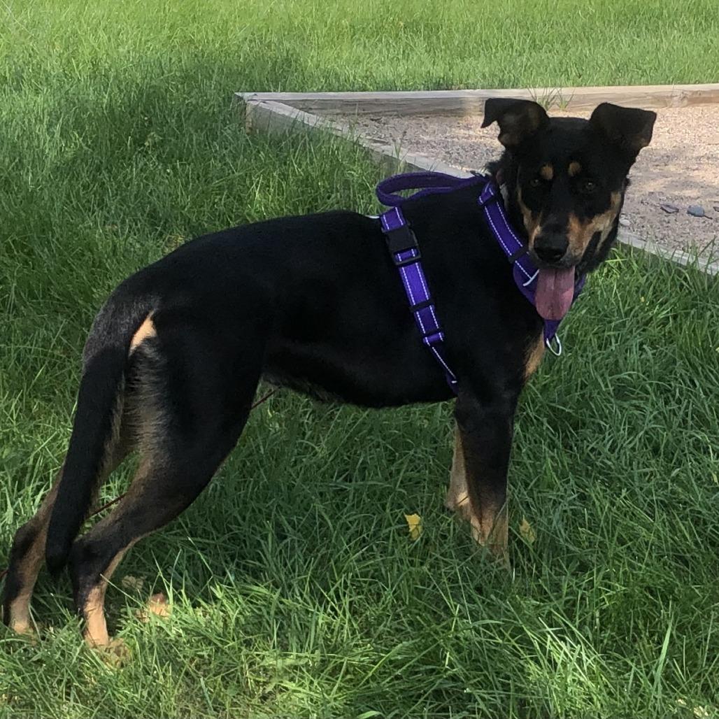 Nellie, a Adoptable mixed breed in Chaska, MN image 2/6