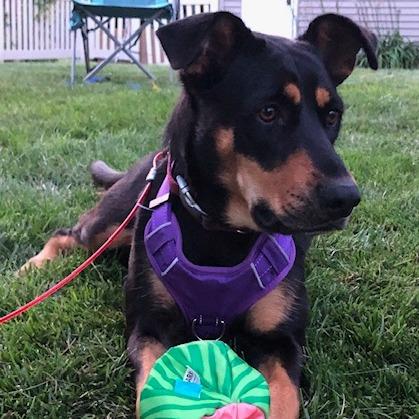 Nellie, a Adoptable mixed breed in Chaska, MN image 3/6