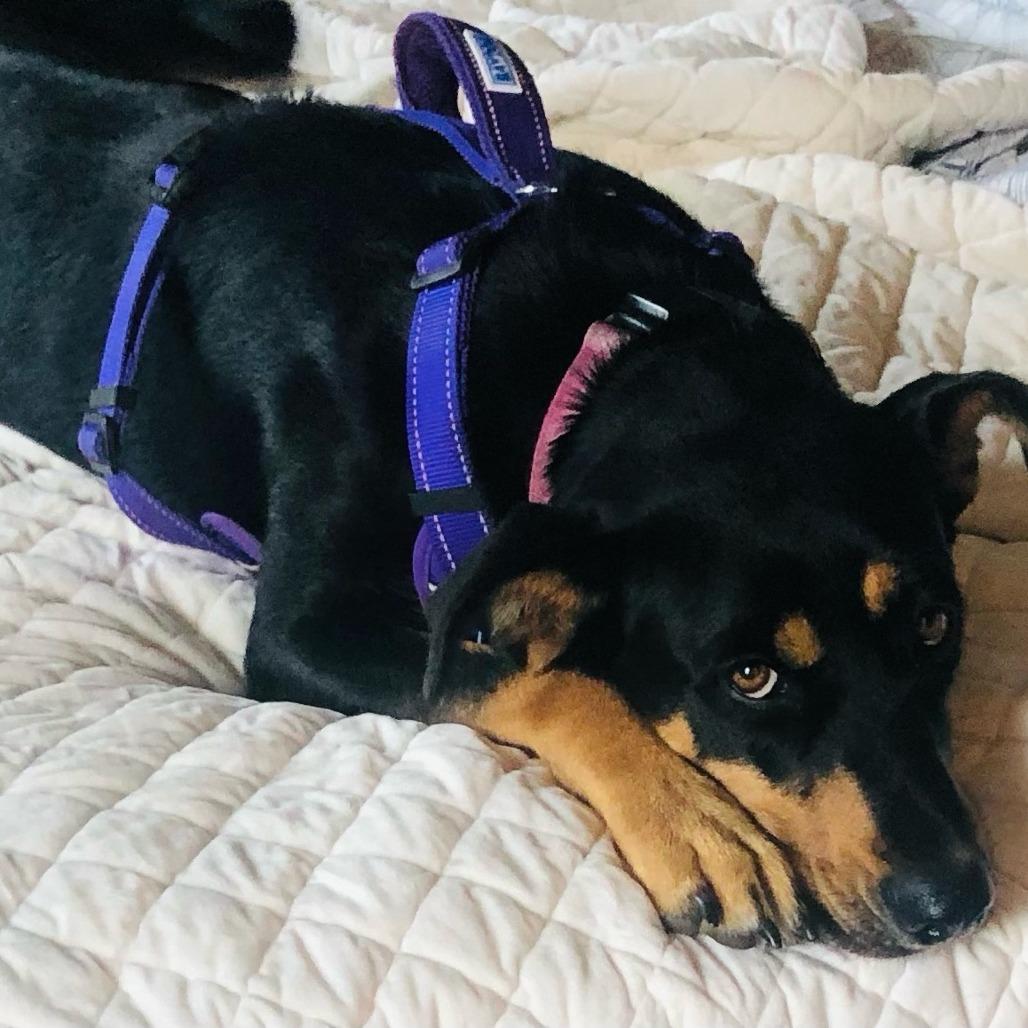 Nellie, a Adoptable mixed breed in Chaska, MN image 4/6