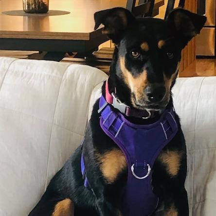 Nellie, a Adoptable mixed breed in Chaska, MN image 5/6