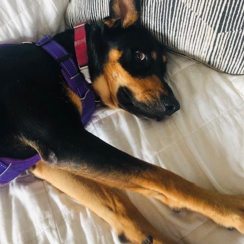 Nellie, a Adoptable mixed breed in Chaska, MN image 6/6