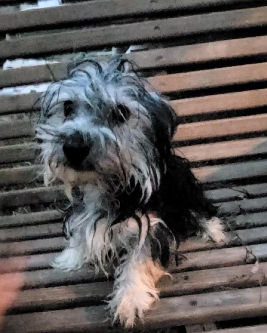 Yorkie bichon YATZEE, a ADOPTABLE mixed breed in Woodsfield, OH image 1/3