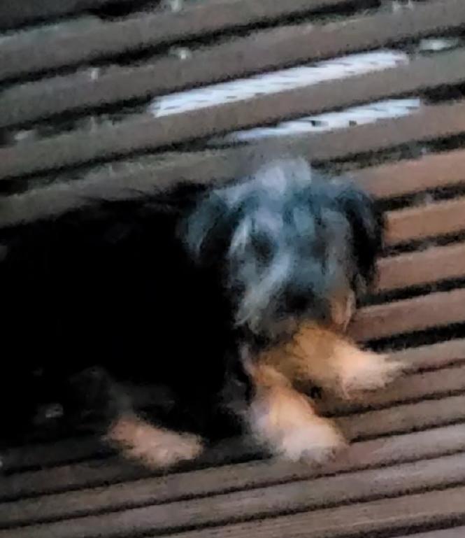 Yorkie bichon YATZEE, a ADOPTABLE mixed breed in Woodsfield, OH image 2/3