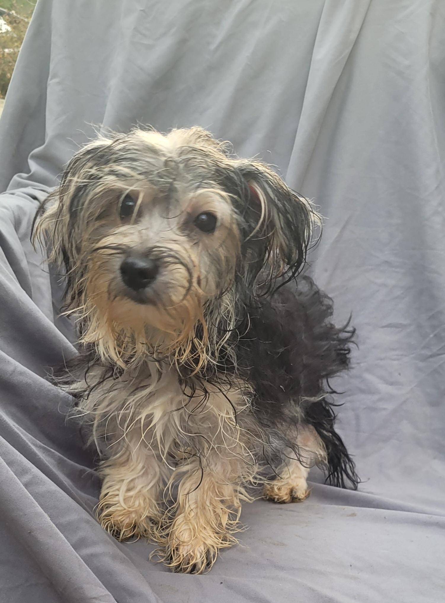 Yorkie bichon YATZEE, a ADOPTABLE mixed breed in Woodsfield, OH image 3/3