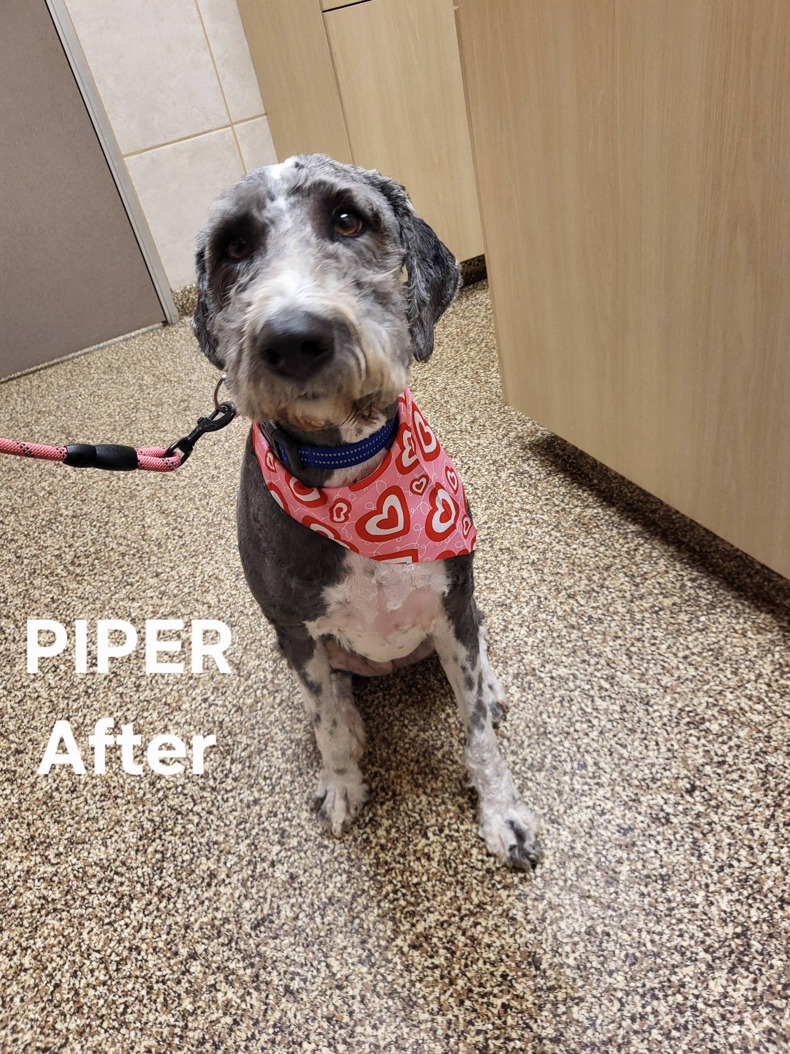 Piper, a ADOPTABLE Bernadoodle in Salisbury, NC image 3/4
