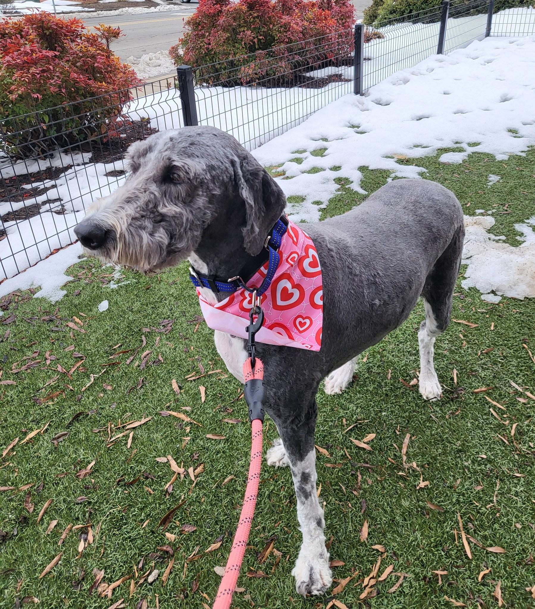 Piper, ADOPTABLE, Young Female Bernadoodle.