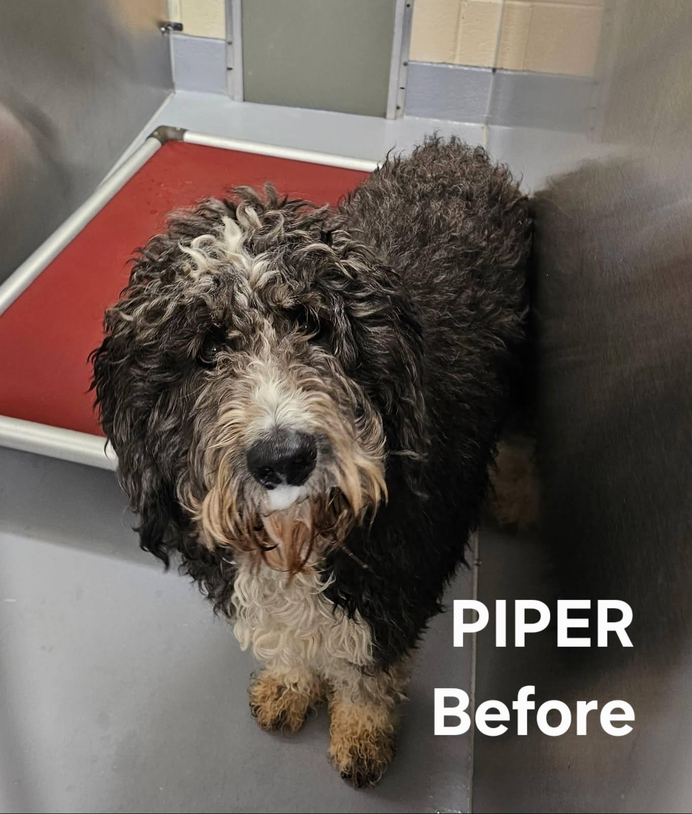 Piper, a ADOPTABLE Bernadoodle in Salisbury, NC image 4/4