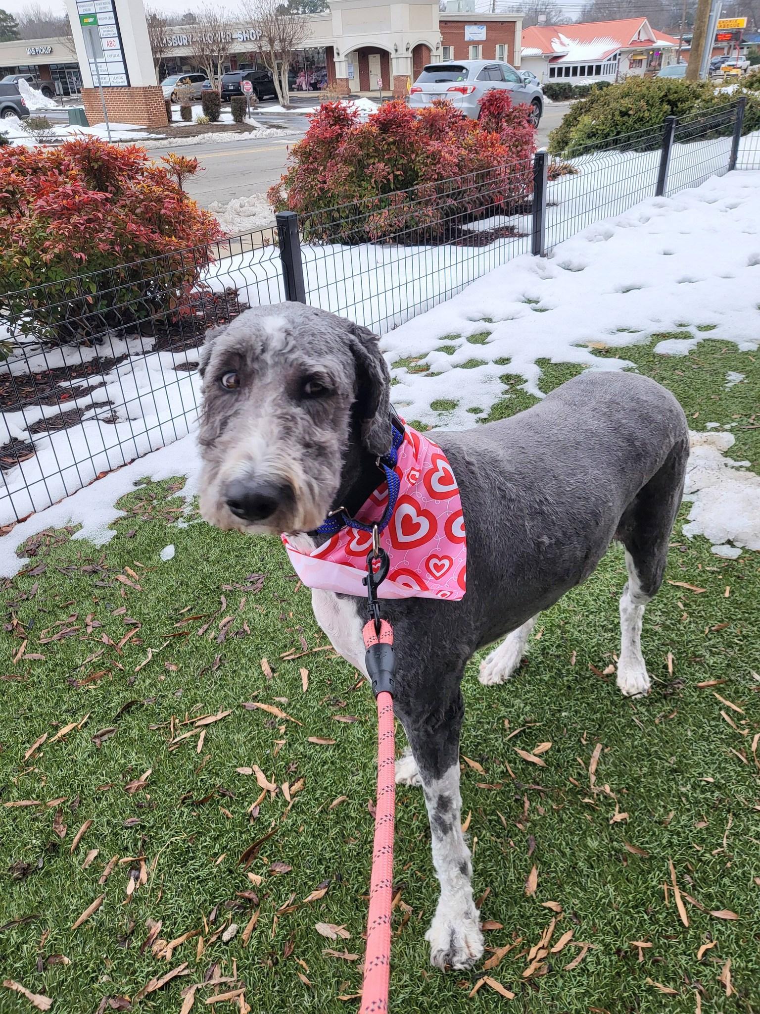 Piper, a ADOPTABLE Bernadoodle in Salisbury, NC image 2/4