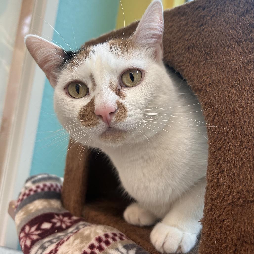 Enlarge Tostada, a Adoptable Domestic Short Hair in Fresno, CA image 1/6