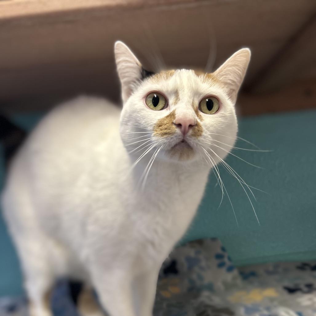Enlarge Tostada, a Adoptable Domestic Short Hair in Fresno, CA image 2/6