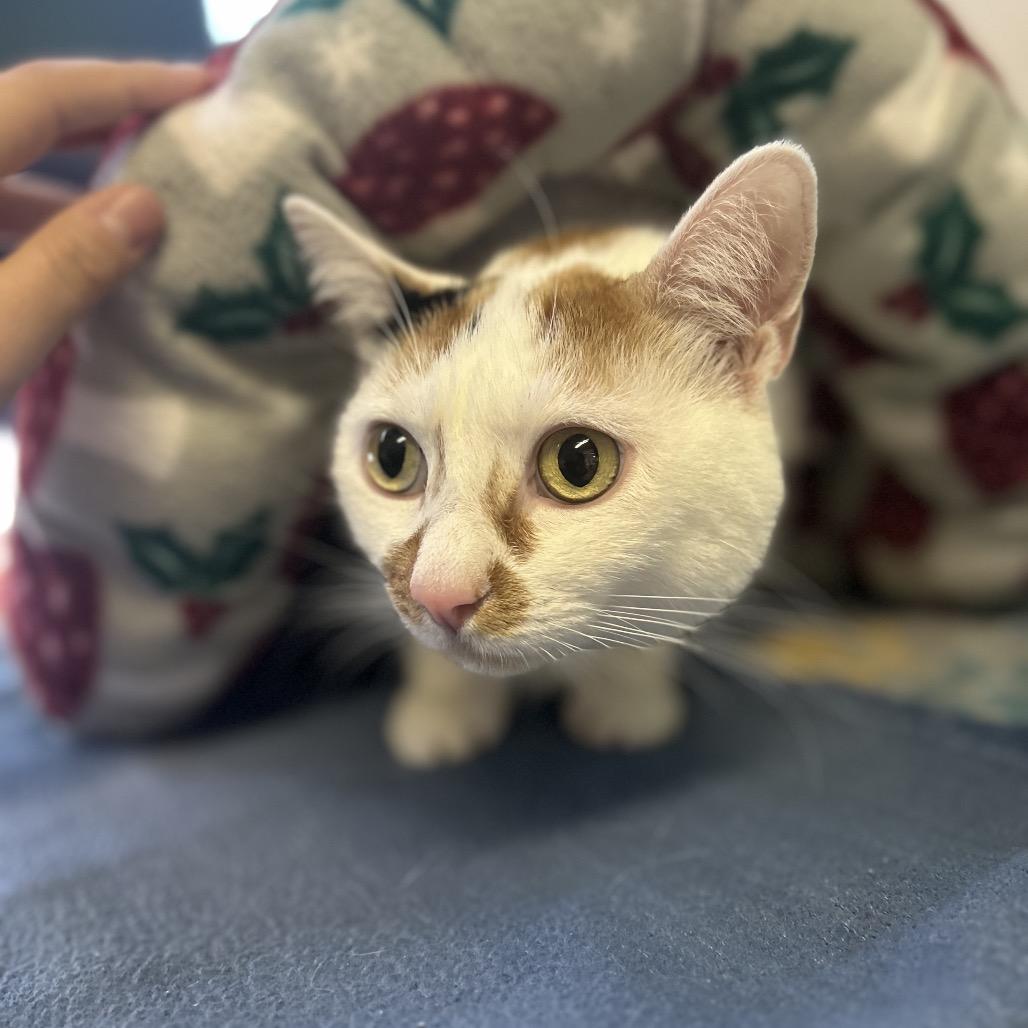 Enlarge Tostada, a Adoptable Domestic Short Hair in Fresno, CA image 3/6