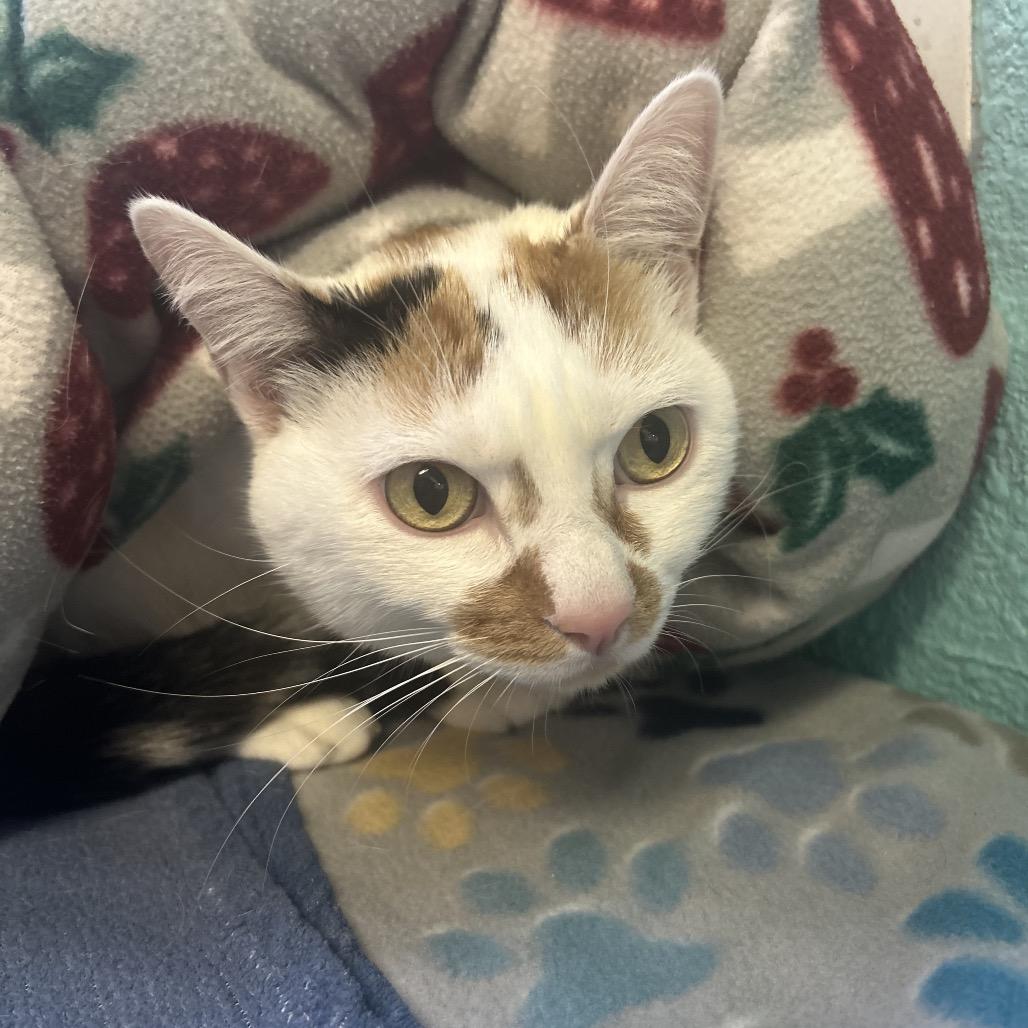 Enlarge Tostada, a Adoptable Domestic Short Hair in Fresno, CA image 4/6