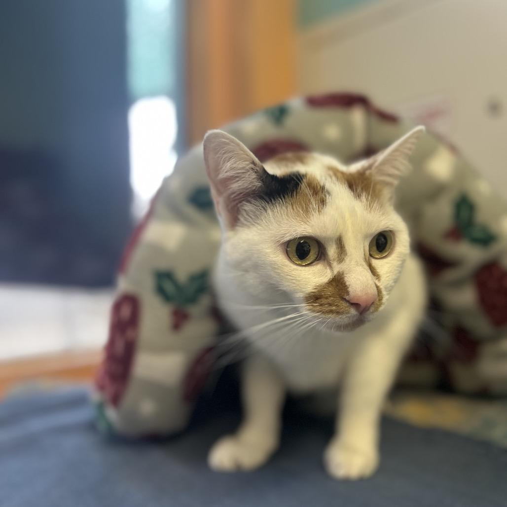 Enlarge Tostada, a Adoptable Domestic Short Hair in Fresno, CA image 5/6