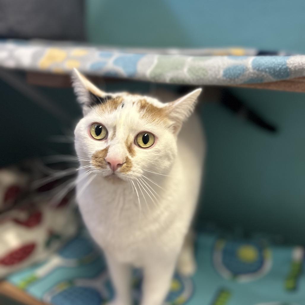 Enlarge Tostada, a Adoptable Domestic Short Hair in Fresno, CA image 6/6