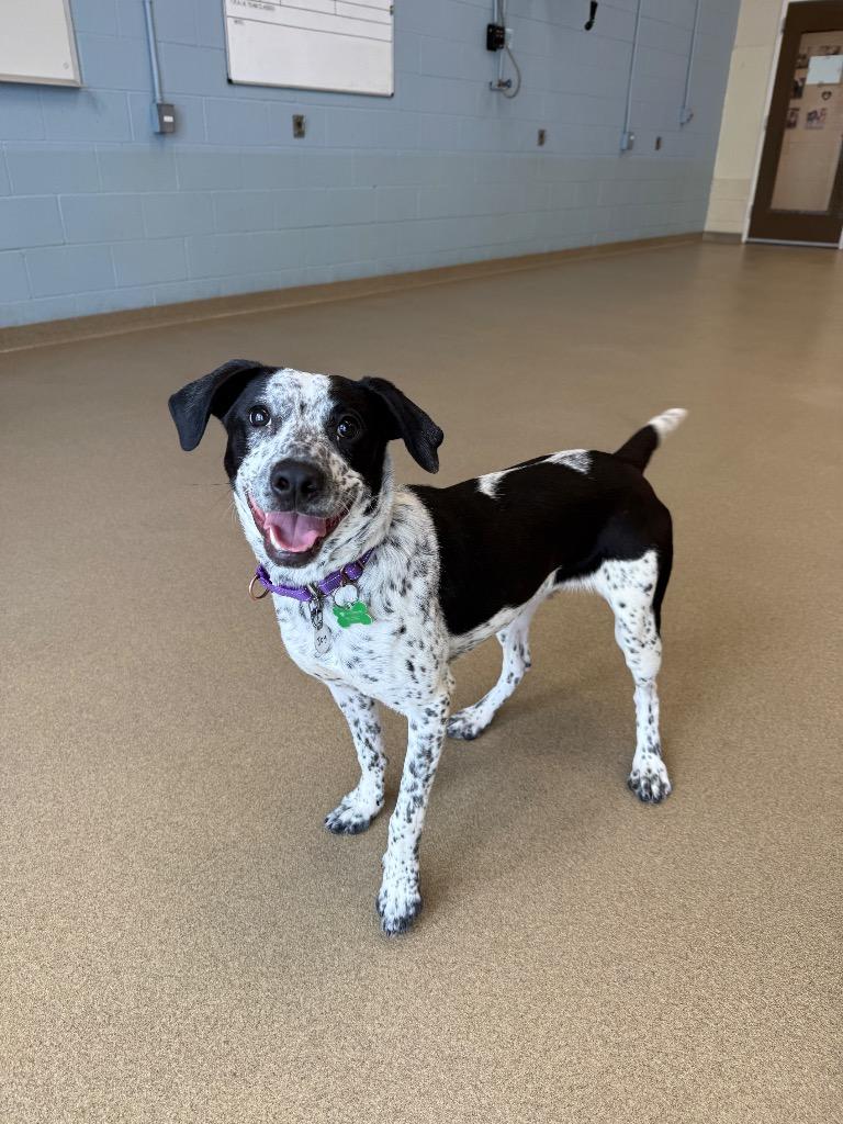 Joy, Adoptable, Young Female Mixed Breed & Hound.