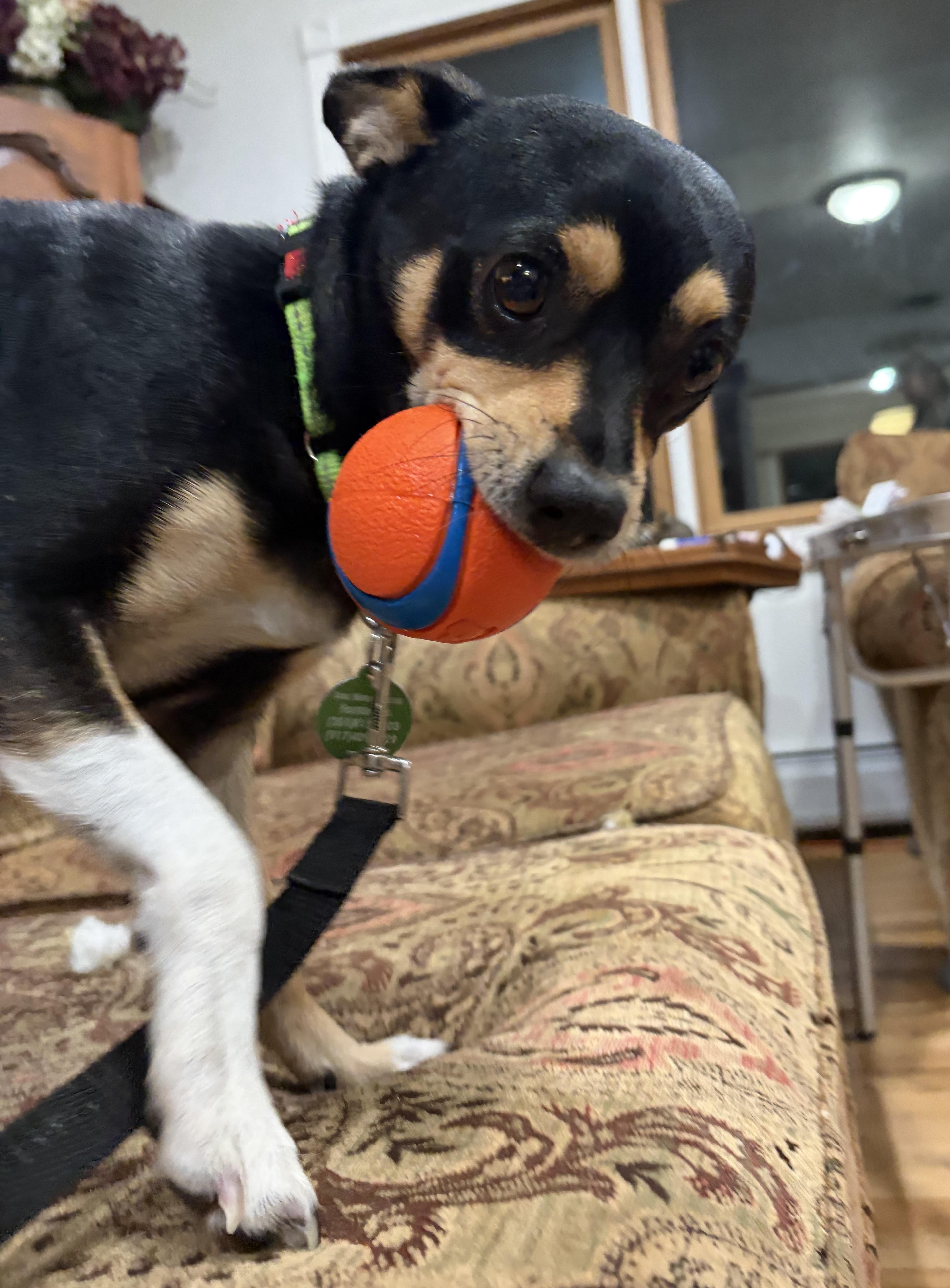 Hotlanta, a Adoptable mixed breed in Brooklyn, NY image 4/6