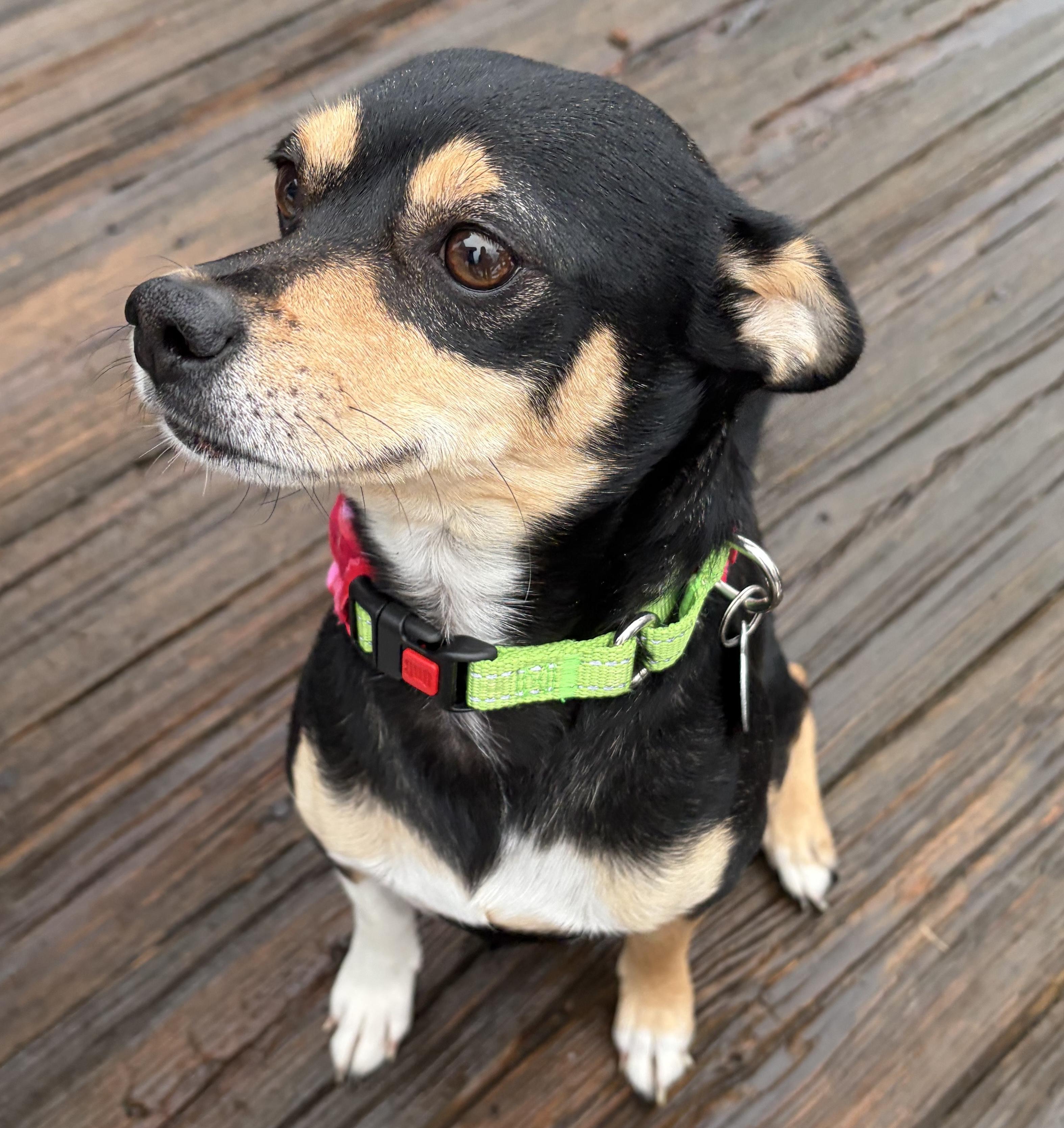 Hotlanta, Adoptable, Adult Male Chihuahua.