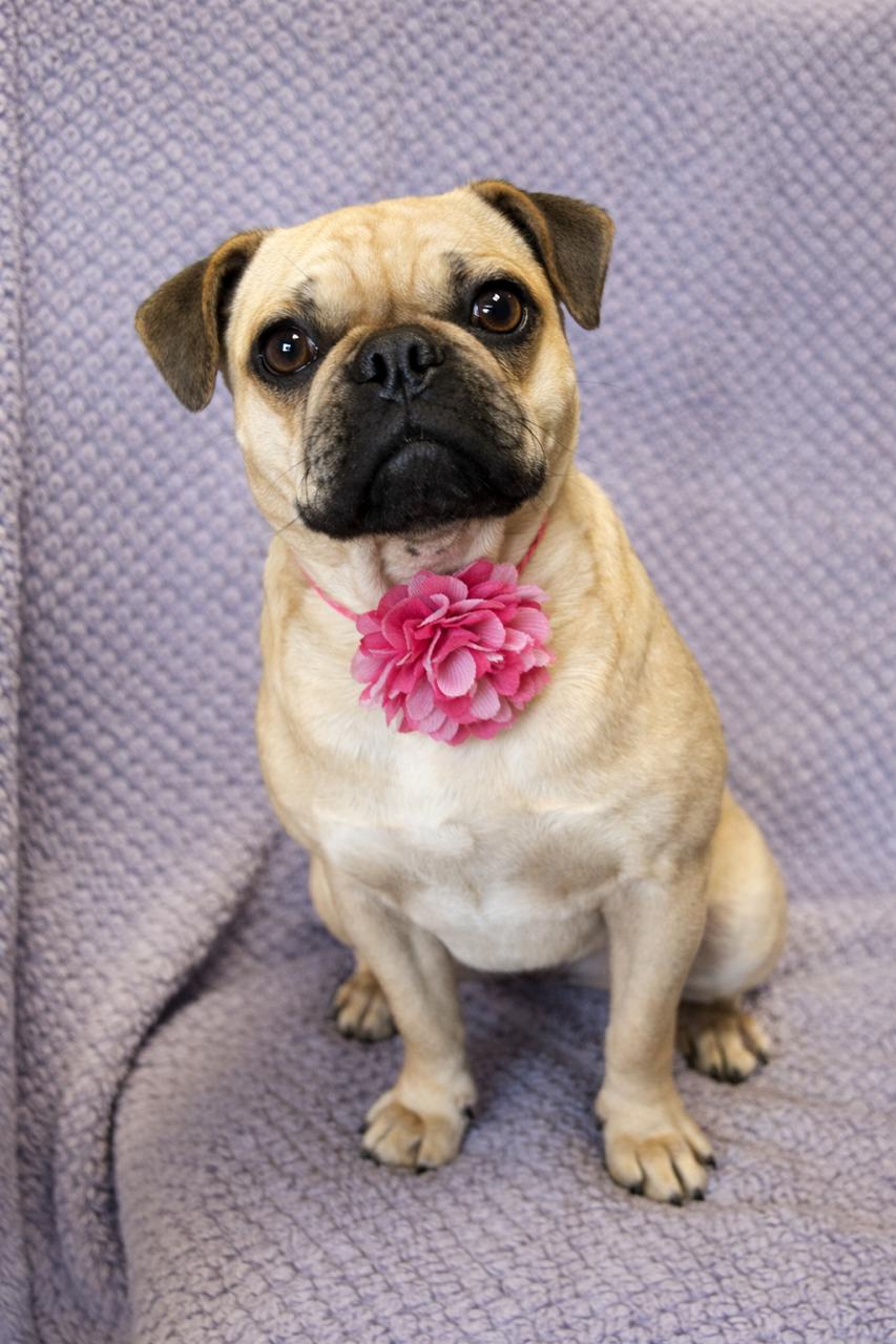 Enlarge Daisy, an adopted mixed breed in Lodi, CA image 3/5