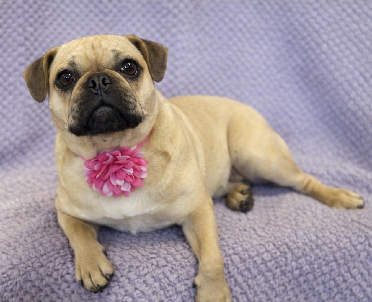 Enlarge Daisy, an adopted mixed breed in Lodi, CA image 2/5