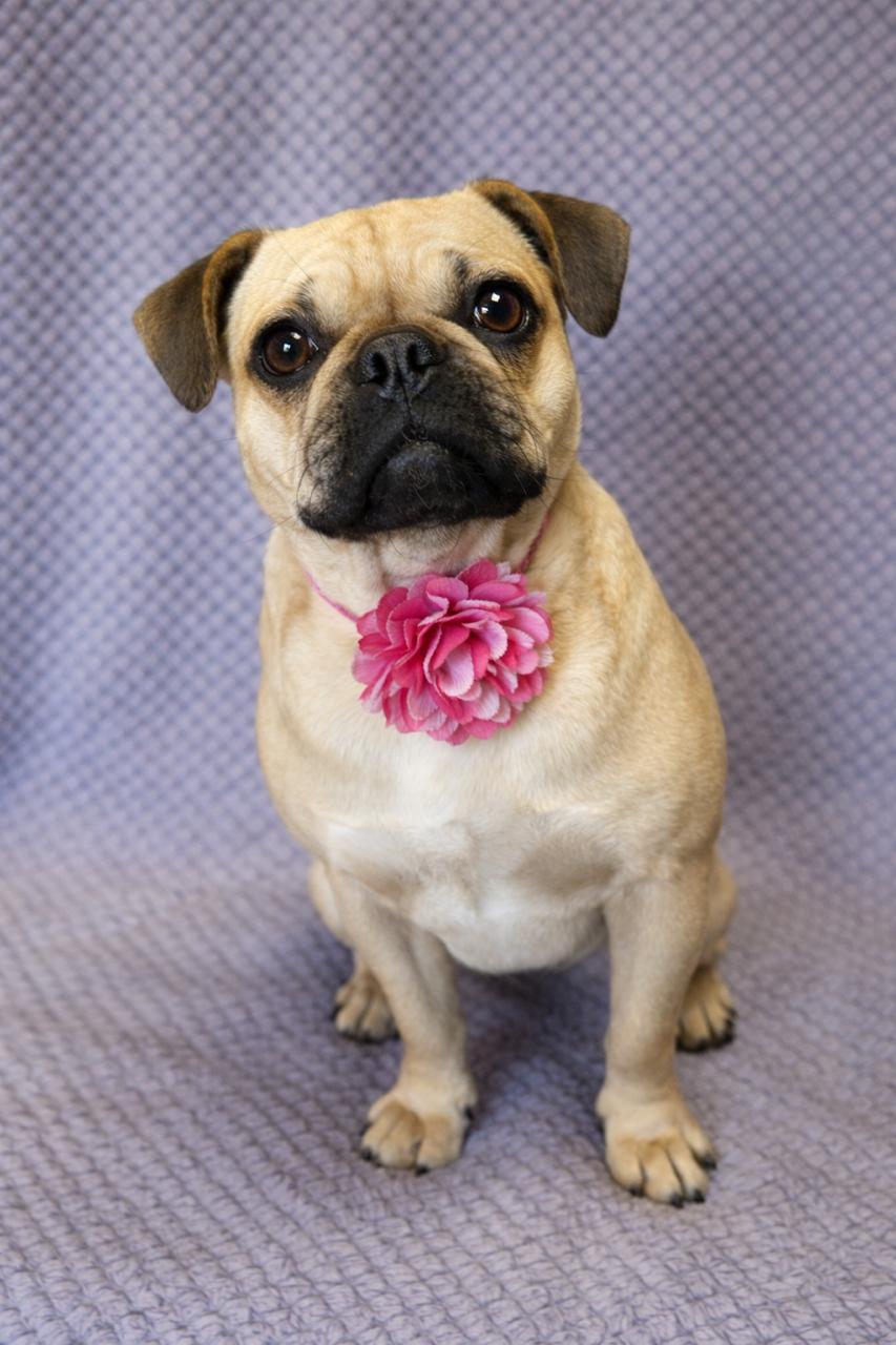 Enlarge Daisy, an adopted mixed breed in Lodi, CA image 5/5