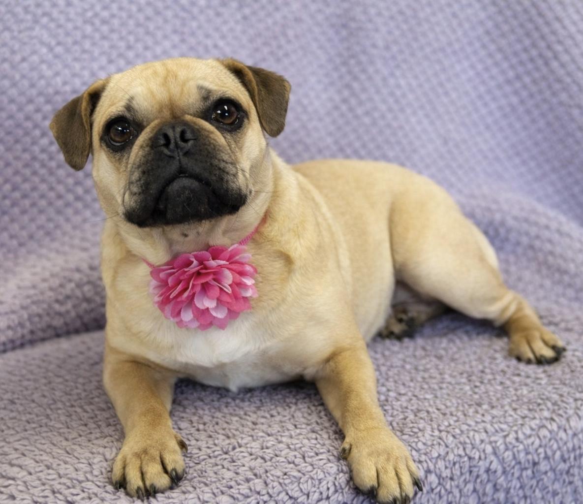 Enlarge Daisy, an adopted mixed breed in Lodi, CA image 4/5