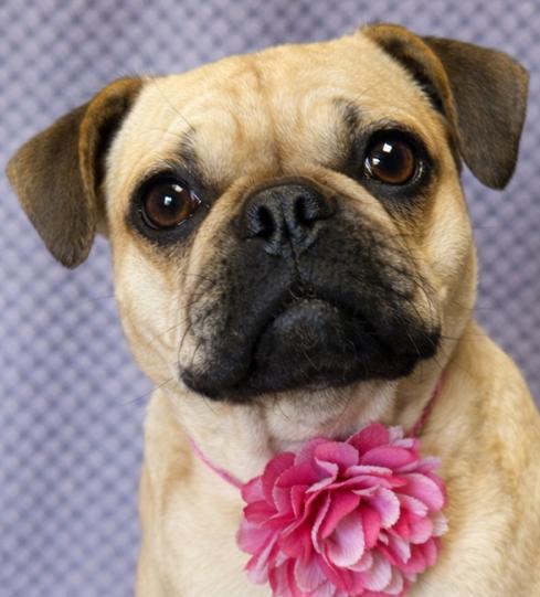 Daisy, adopted, Young Female French Bulldog & Pug.