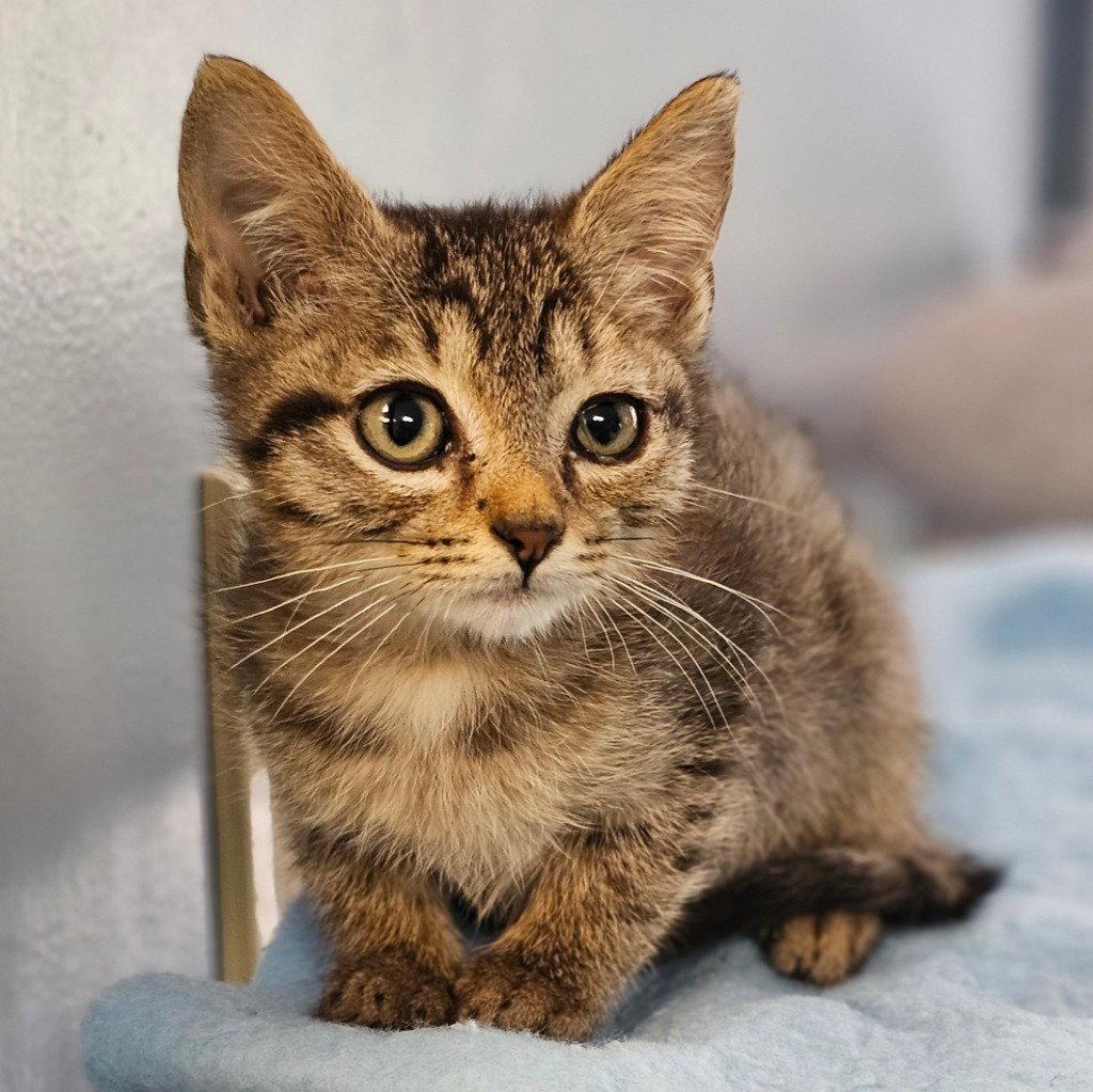 Hollis, Adoptable, Kitten Female Domestic Short Hair.