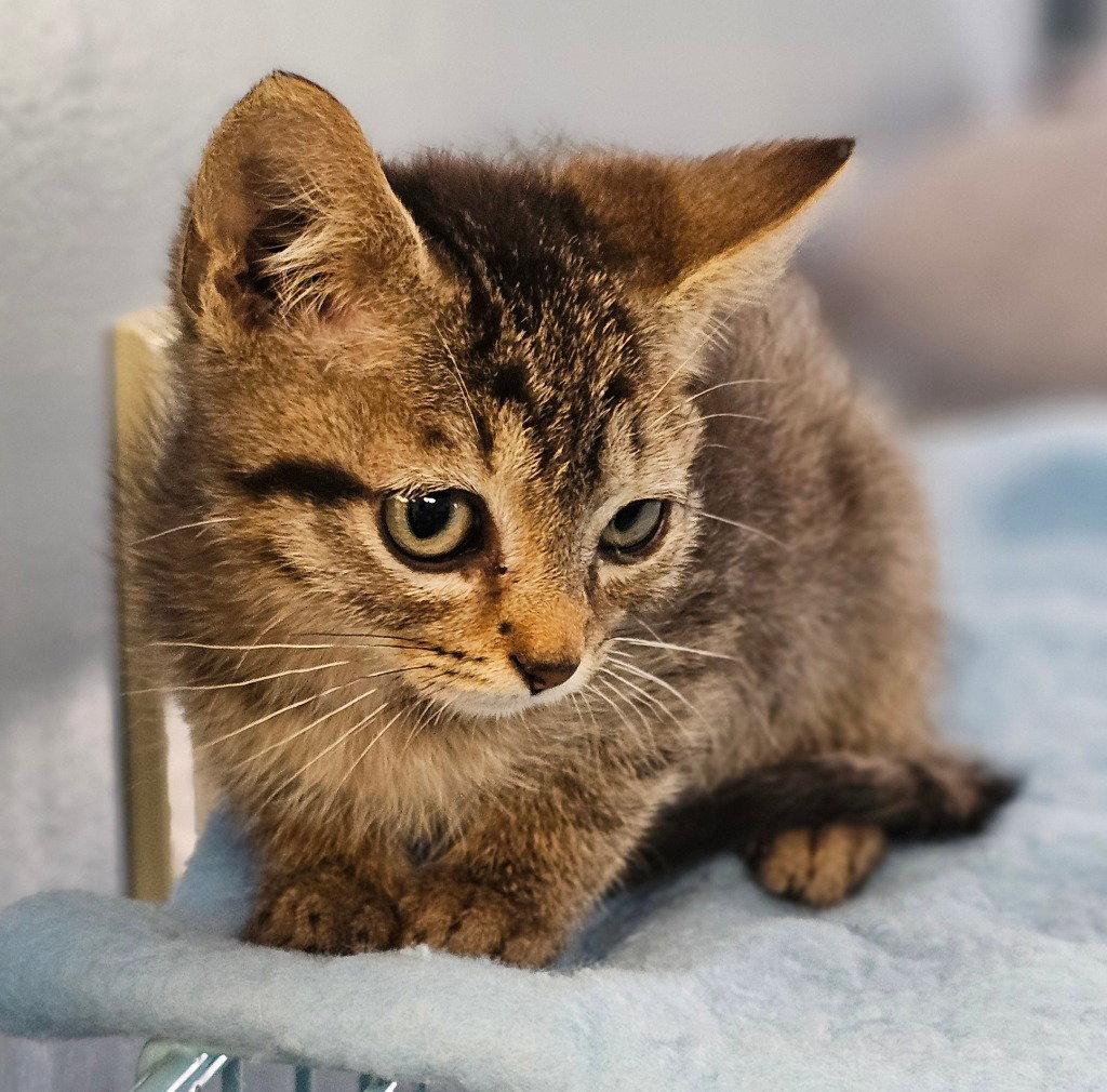 Enlarge Hollis, a Adoptable Domestic Short Hair in Lovingston, VA image 2/3
