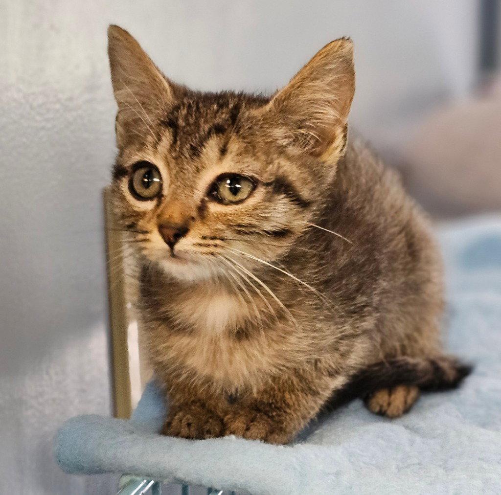 Enlarge Hollis, a Adoptable Domestic Short Hair in Lovingston, VA image 3/3