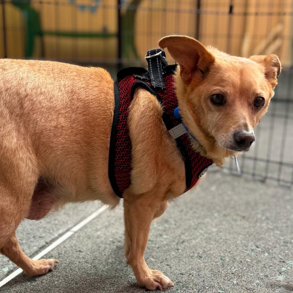 Bearden 13575, Adoptable, Senior Male Chihuahua.