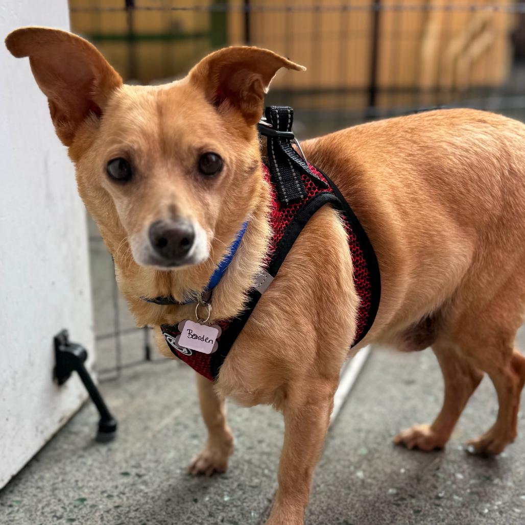 Enlarge Bearden 13575, a Adoptable Chihuahua in San Francisco, CA image 3/6