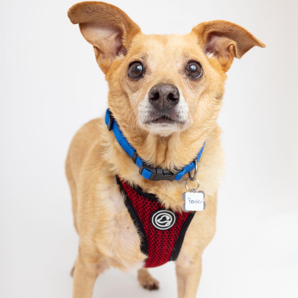 Enlarge Bearden 13575, a Adoptable Chihuahua in San Francisco, CA image 4/6