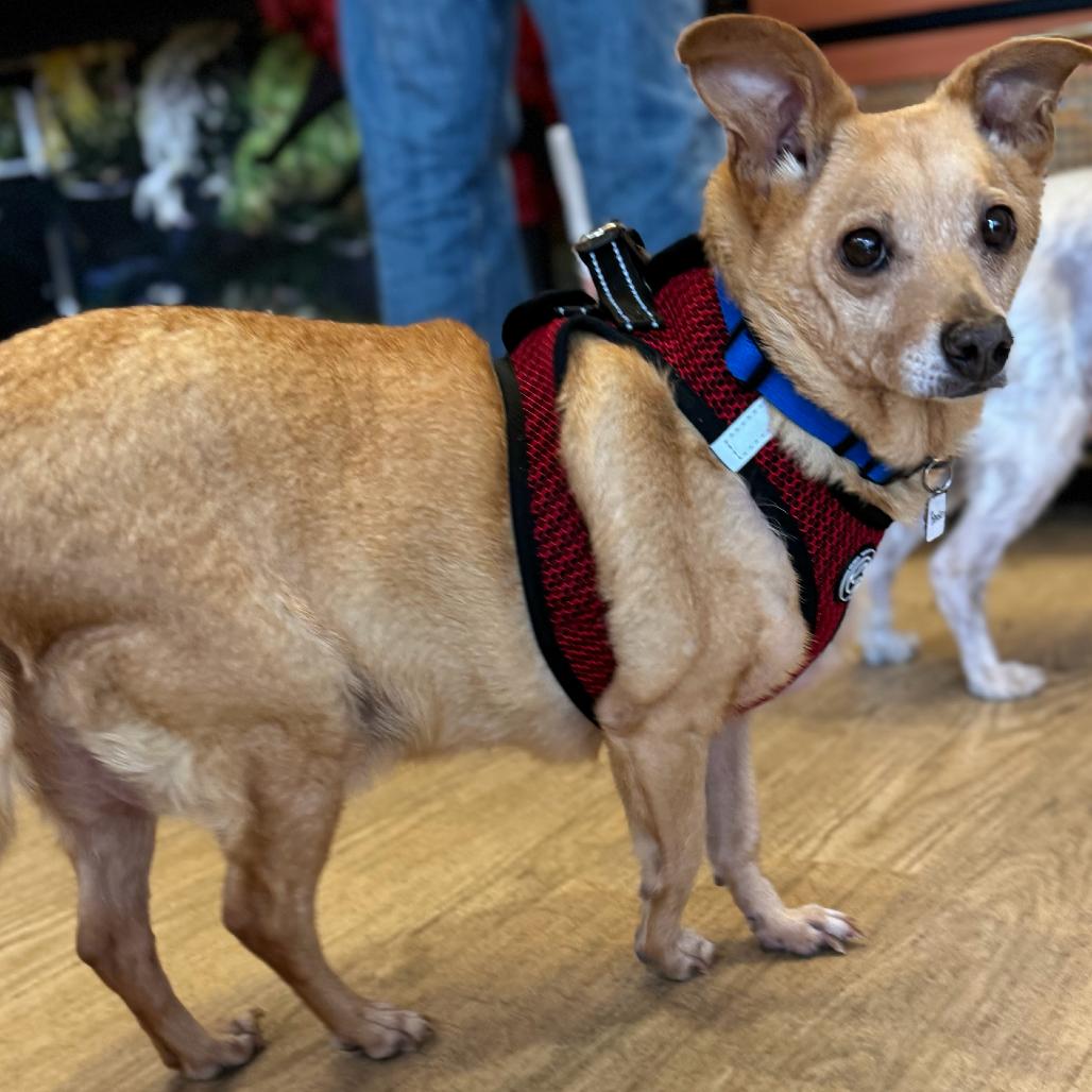 Enlarge Bearden 13575, a Adoptable Chihuahua in San Francisco, CA image 5/6