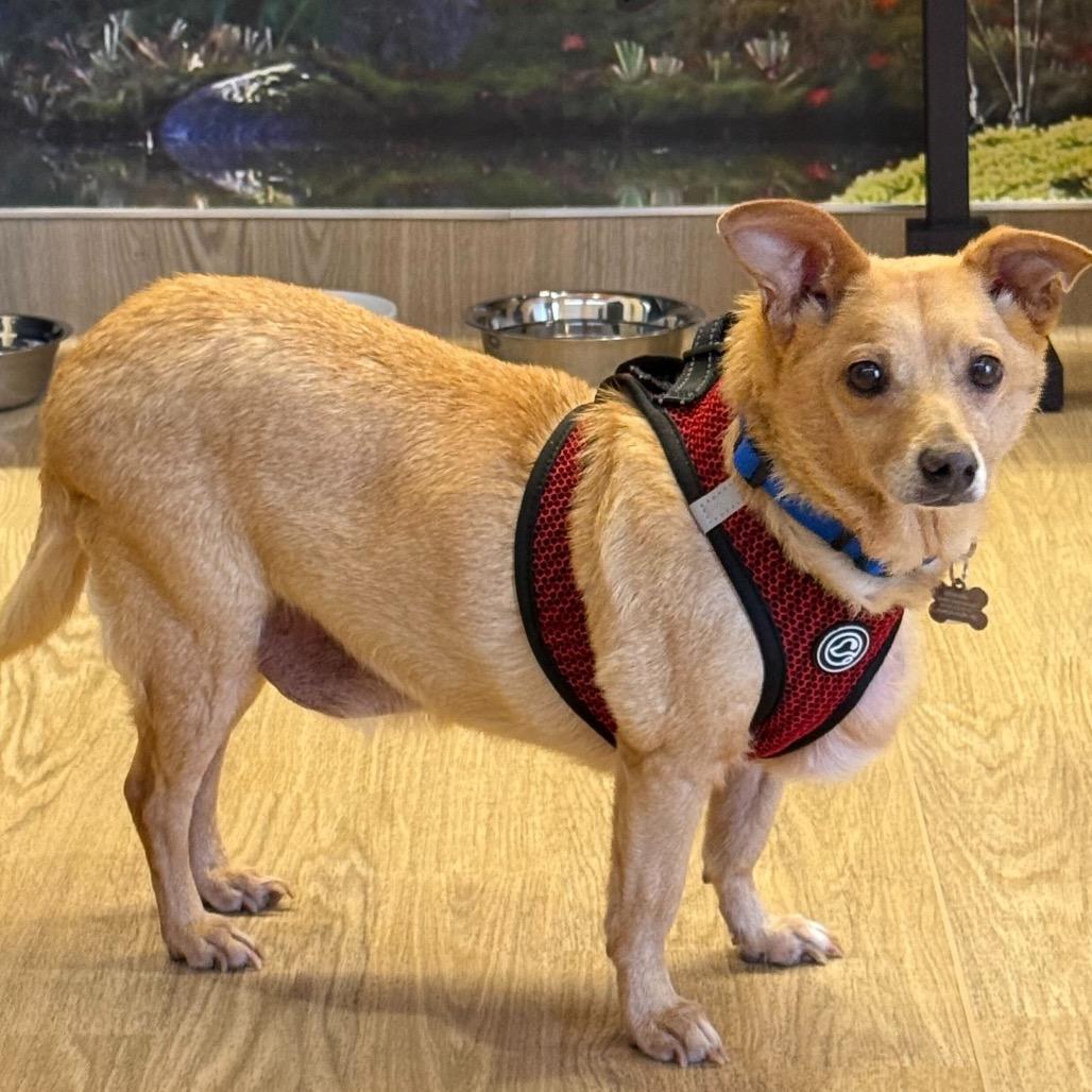 Enlarge Bearden 13575, a Adoptable Chihuahua in San Francisco, CA image 6/6