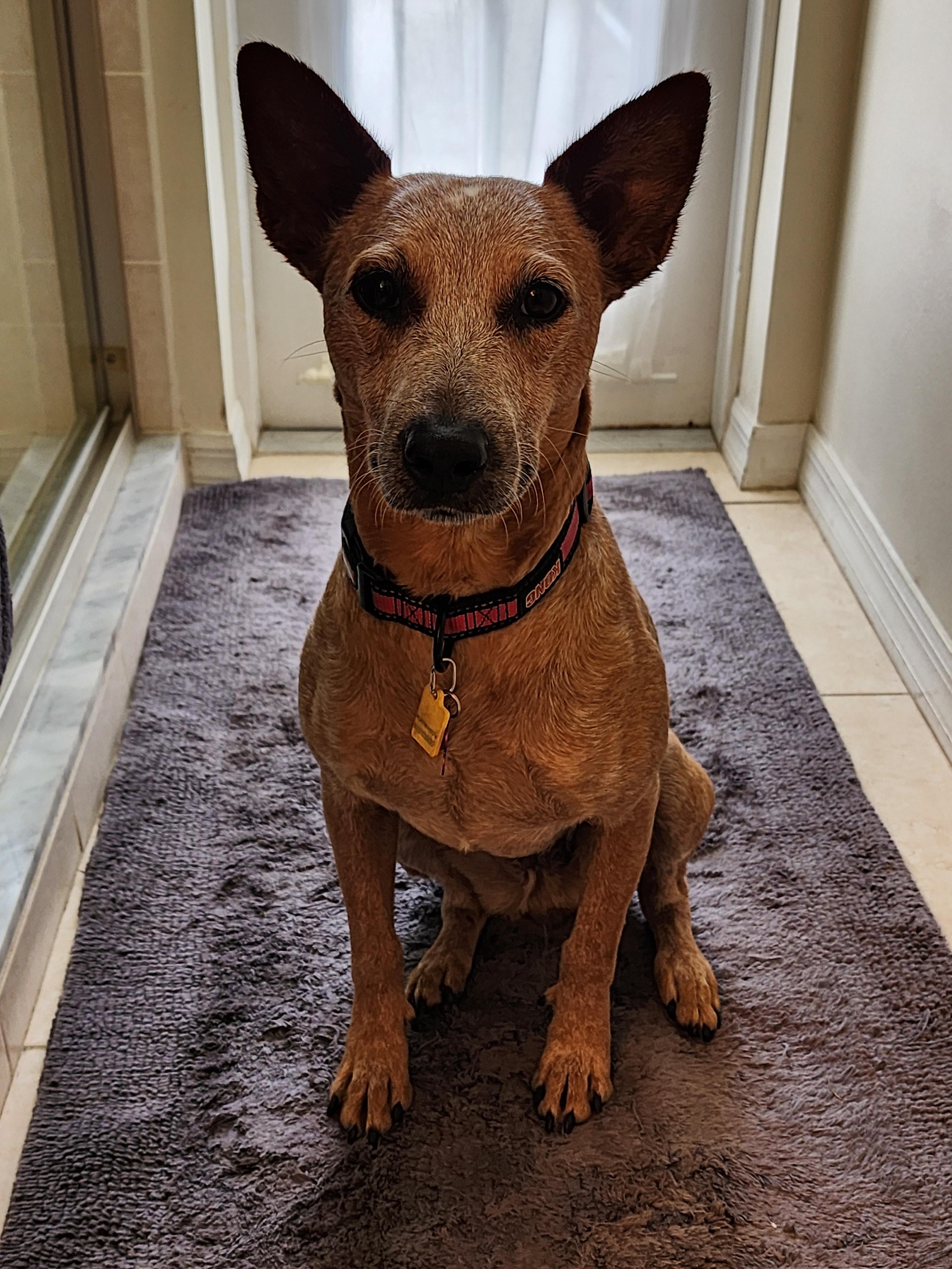 Stella - FL