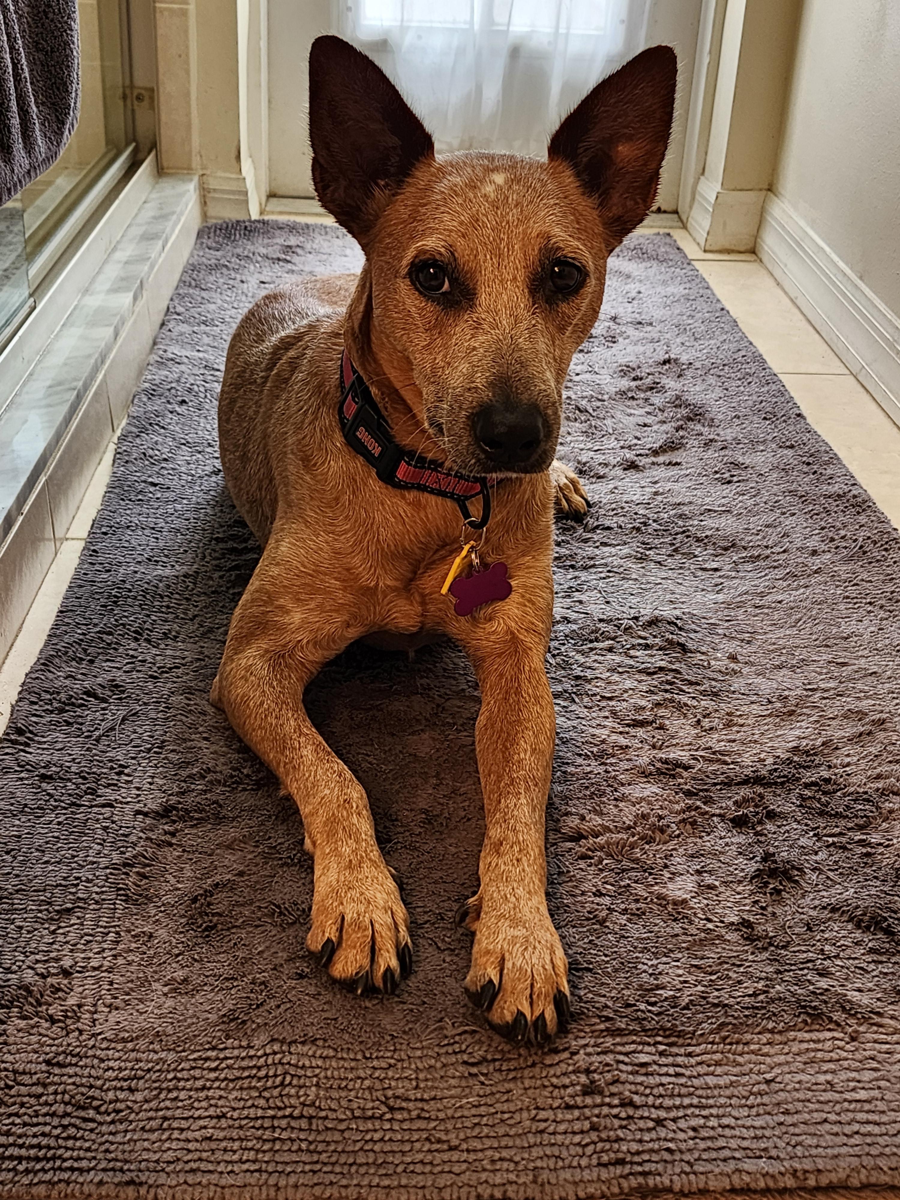 Stella - FL
