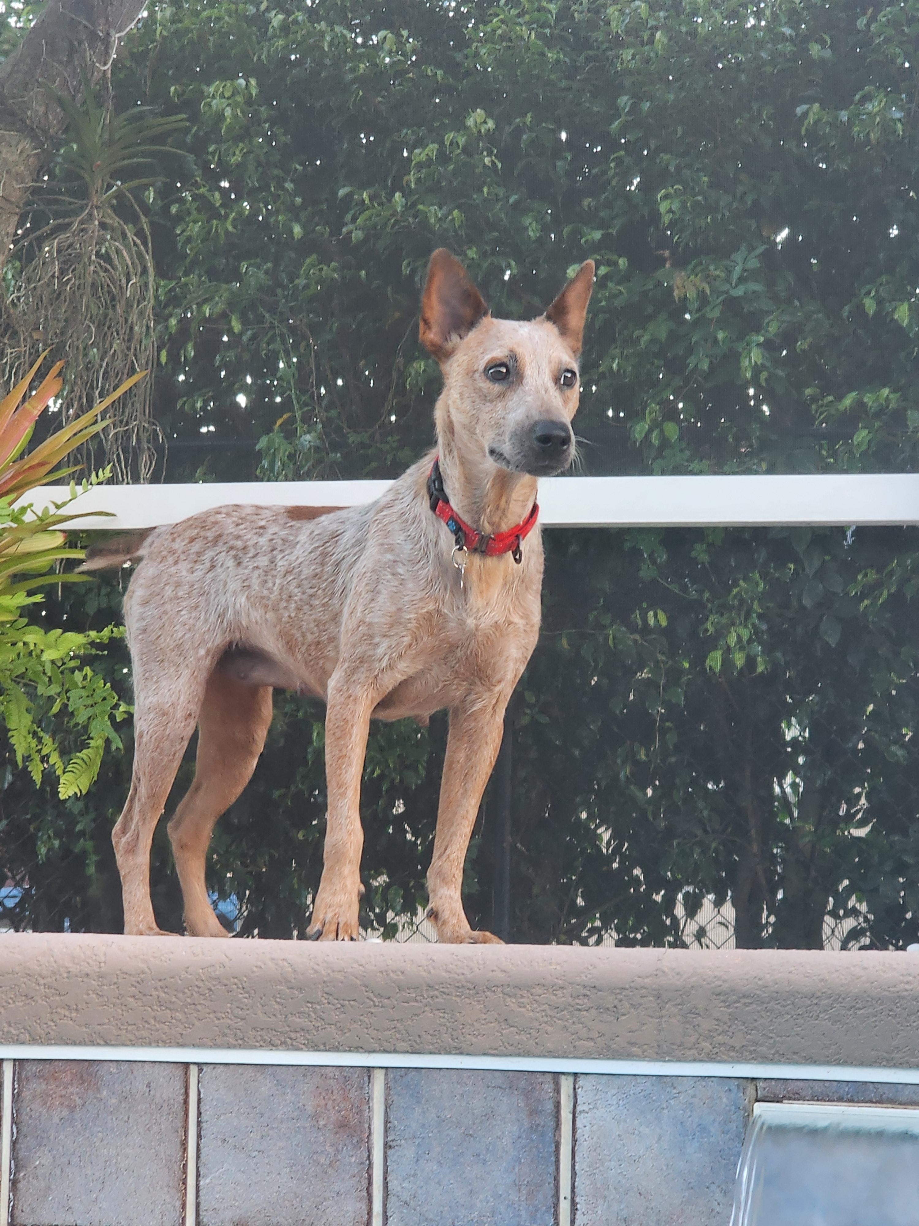 Stella - FL
