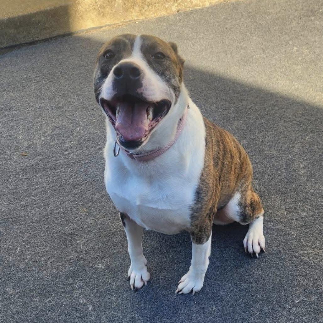 Enlarge Penny, a Adoptable Mixed Breed in Cleveland, TN image 1/2