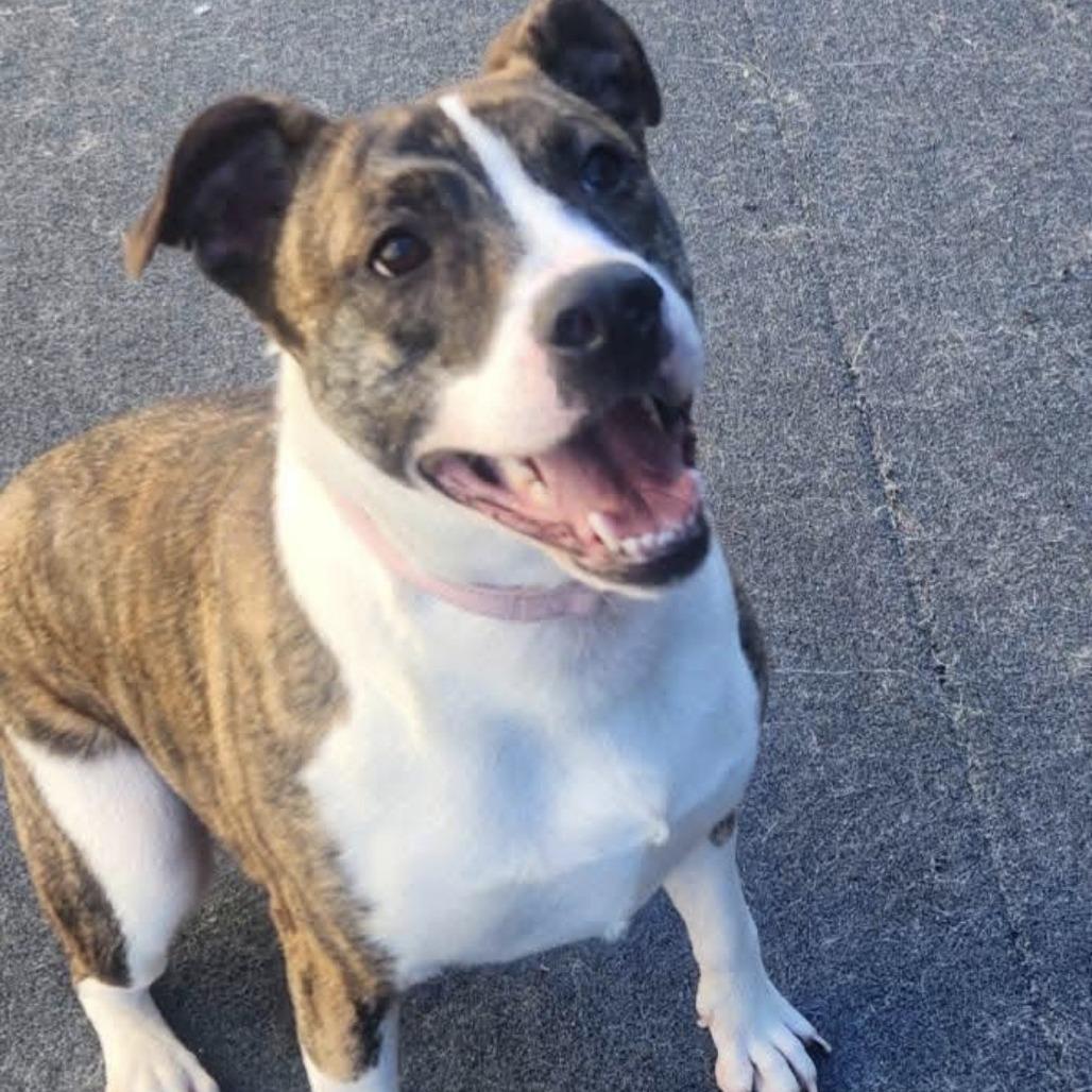 Enlarge Penny, a Adoptable Mixed Breed in Cleveland, TN image 2/2