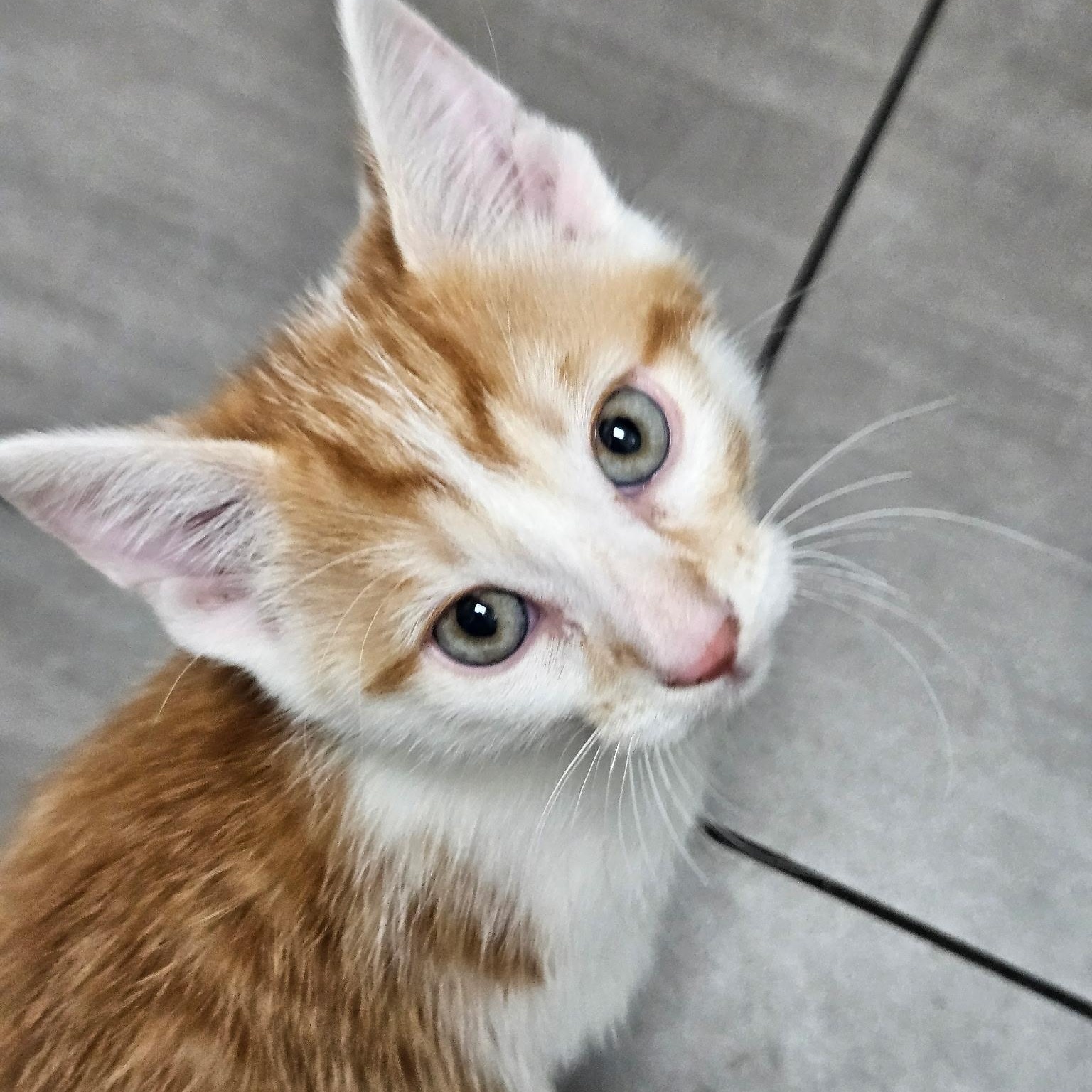 Enlarge Simba, a ADOPTABLE Domestic Short Hair in Joliet, IL image 2/3