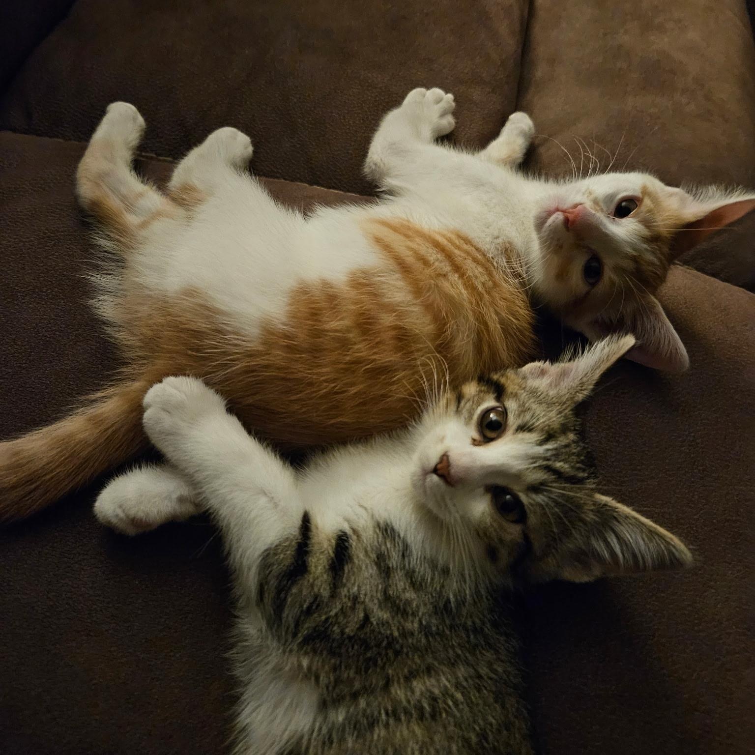 Enlarge Simba, a ADOPTABLE Domestic Short Hair in Joliet, IL image 3/3
